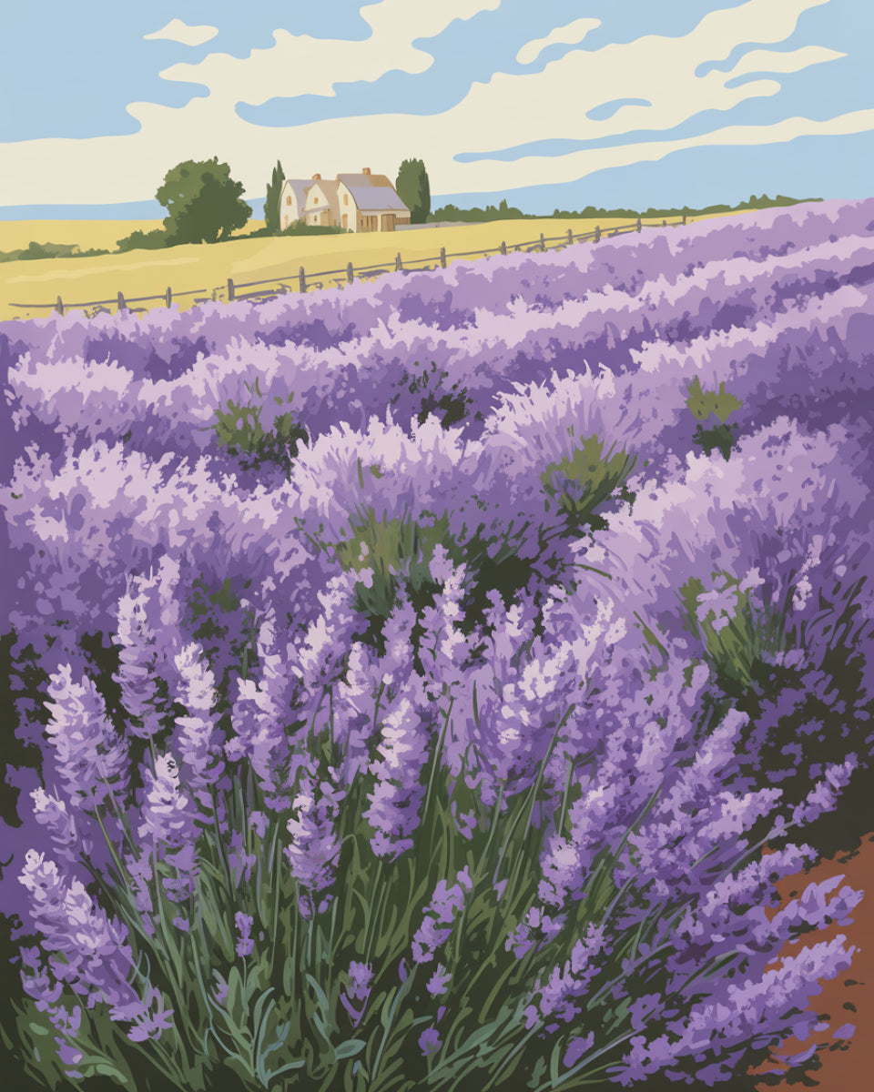 Lavender Field